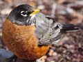 American Robin