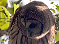 Barred Owl