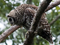 Barred Owl and a Squirrel
