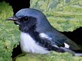 Black-throated Blue Warbler in Beautyberry