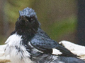 Black-throated Blue Warbler