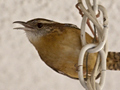 Carolina Wren Inside My House