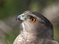 Cooper's Hawk