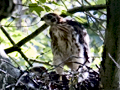 Nesting Cooper's Hawk