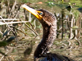 Double-crested Cormorant