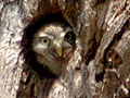 Ferruginous Pygmy-Owl