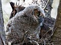 Adult and Nestling Great Horned Owls