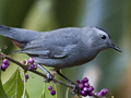 Gray Catbird