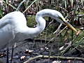 Great Egret