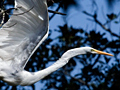 Great Egret