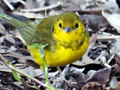 Hooded Warbler