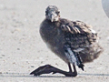 Juvenile and Adult Laughing Gulls