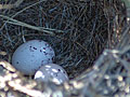Lark Sparrow Eggs