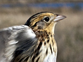 Le Conte's Sparrow