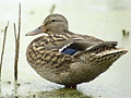 Click for Mallard Images