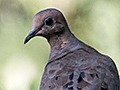 Mourning Dove