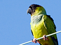 Nanday Parakeet (Black-hooded Parakeet)