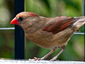 Northern Cardinal