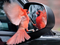 Northern Cardinal Attacking Its Reflection in a Mirror