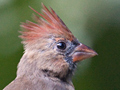 Juvenile Male Northern Cardinal