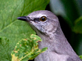 Northern Mockinbird