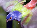 Painted Bunting