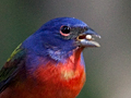 Painted Bunting