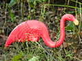 Florida Pink Flamingo