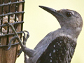 Red-bellied Woodpecker