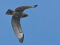 Red-shouldered Hawk