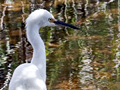 Snowy Egret