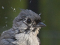 Tufted Titmouse