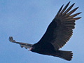 Turkey Vulture