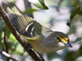 White-eyed Vireo