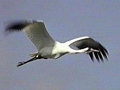 Whooping Crane in Florida