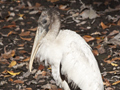 Wood Stork