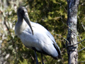 Wood Stork