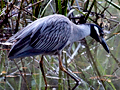 Yellow-crowned Night-Heron