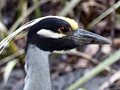 Yellow-crowned Night-Heron