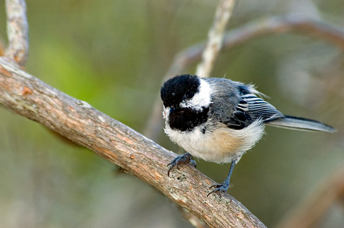 Black-capped Chickadee, Beech Forest, Cape Cod National Seashore, Massachusetts