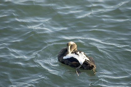 Common Eider in Cape Cod