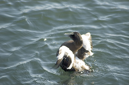 Common Eider at Provincetown, Cape Cod, Massachusetts