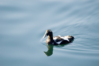 Common Eider in Cape Cod