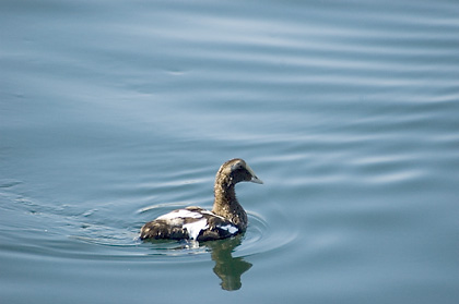 Common Eider at Provincetown, Cape Cod, Massachusetts