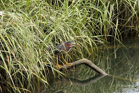 Green Heron, Cape Cod, Massachusetts