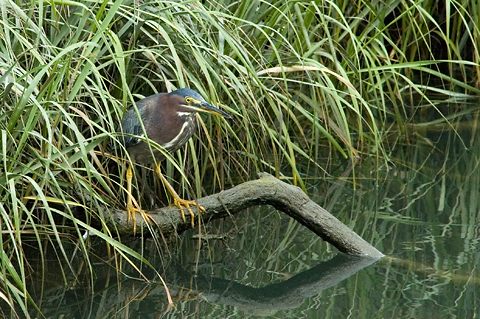 Green Heron, Cape Cod, Massachusetts