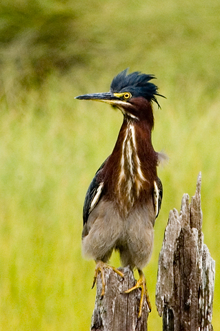 Green Heron, Cape Cod, Massachusetts