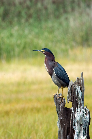 Green Heron, Cape Cod, Massachusetts