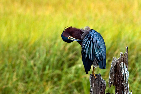 Green Heron, Cape Cod, Massachusetts