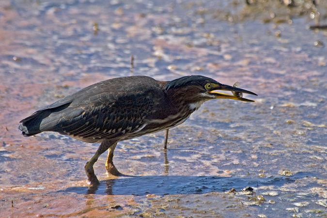 Green Heron, Wellfleet Bay Wildlife Sanctuary, Cape Cod, Massachusetts